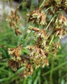 Scirpus polystachyus