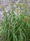 Scirpus polystachyus