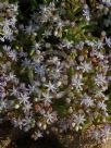 Sedum caeruleum