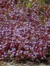 Sedum caeruleum