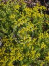 Sedum mexicanum