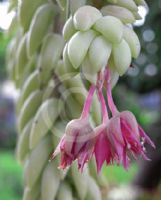 Sedum morganianum