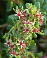 Sedum oxypetalum