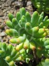 Sedum pachyphyllum