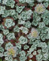 Sedum spathulifolium Cape Blanco