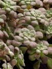 Sedum spathulifolium Purpureum