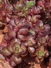 Sedum spurium Schorbuser Blut