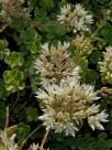 Sedum spurium