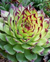 Sempervivum tectorum