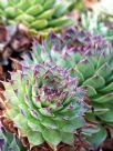 Sempervivum tectorum