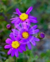 Senecio elegans