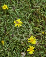 Senecio lautus maritimus