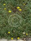 Senecio lautus maritimus