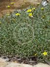 Senecio lautus maritimus