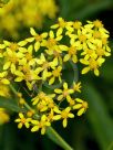 Senecio linearifolius