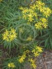 Senecio macranthus