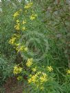 Senecio macranthus