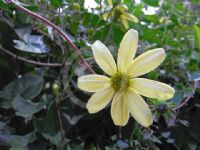 Senecio macroglossus