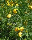 Senna aciphylla