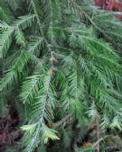 Sequoia sempervirens