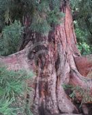 Sequoiadendron giganteum