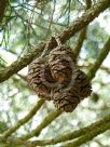 Sequoiadendron giganteum