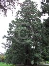 Sequoiadendron giganteum