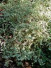 Serissa japonica Variegata