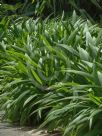 Setaria palmifolia