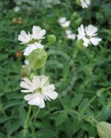 Silene uniflora