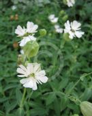 Silene uniflora