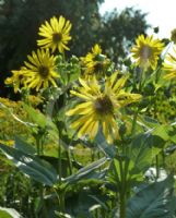 Silphium perfoliatum