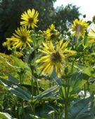 Silphium perfoliatum