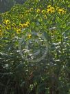 Silphium perfoliatum