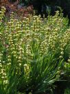 Sisyrinchium striatum