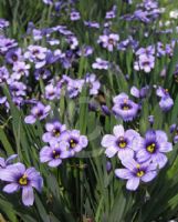 Sisyrinchium Devon Skies