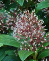 Skimmia japonica