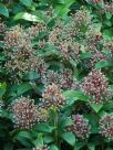 Skimmia japonica