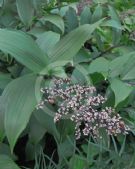 Maianthemum racemosum