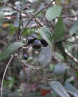 Smilax glyciphylla