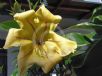 Solandra maxima