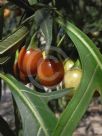 Solanum laciniatum