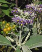 Solanum mauritianum