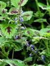 Plectranthus scutellarioides