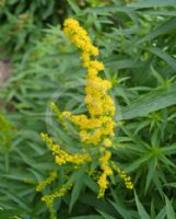 Solidago canadensis