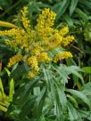 Solidago canadensis