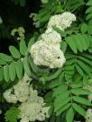 Sorbus aucuparia