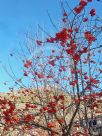 Sorbus aucuparia