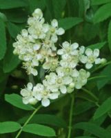 Sorbus domestica