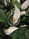 Spathiphyllum wallisii